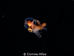 Larval blanket octopus shot at 7m depth, bonfire diving i... by Corrine Allas 